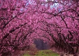 Obituary of Barbara Louise Stubblefield