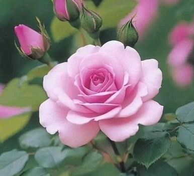 Obituary of Barbara Ann Hall