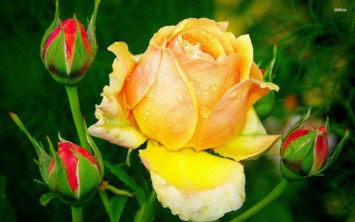 Obituary of Cheryl Walsh