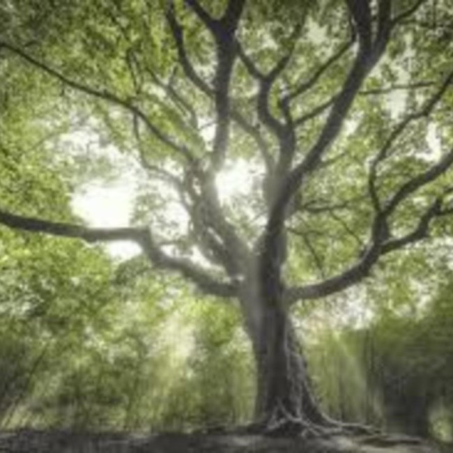 Obituary of Fred J. Merz