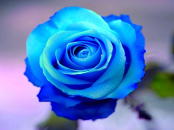 Obituary of Florece D. Tannery