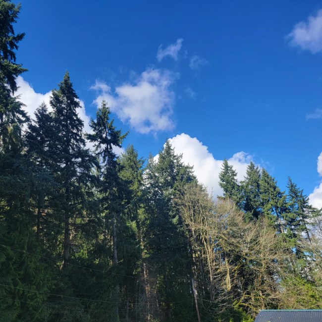 Obituario de Mickael Blake Williamson