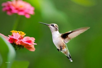 Obituary of Shirley Joan Jones