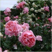 Obituary of Leona Bates Forehand