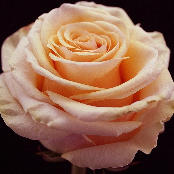 Obituary of Lee "Tobie" Dickerson Howe