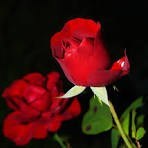 Obituary of David Irving Milbrat