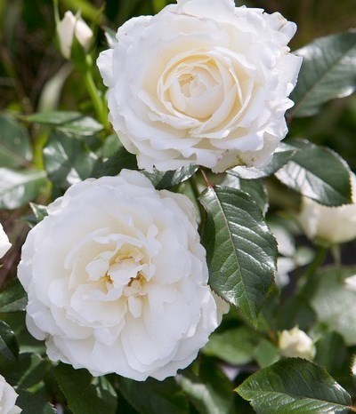 Obituary of Claire Rose Festa