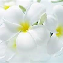 Obituary of Mary E Prince