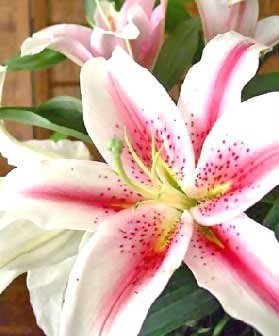 Obituary of Evelyn E. Edwards