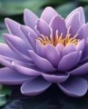 Obituary of Mary Htay Kyia Lain
