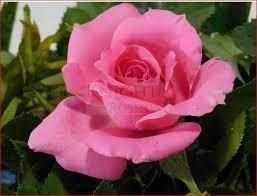 Obituary of Jane Loprano