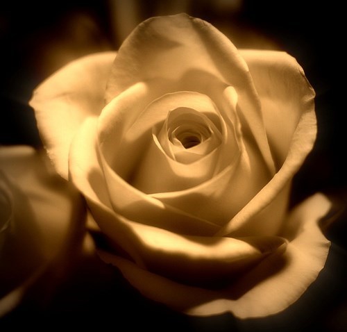 Obituary of Irene V. Fitzsimmons