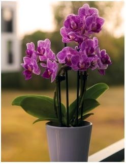 Obituary of Helen Czerwinski