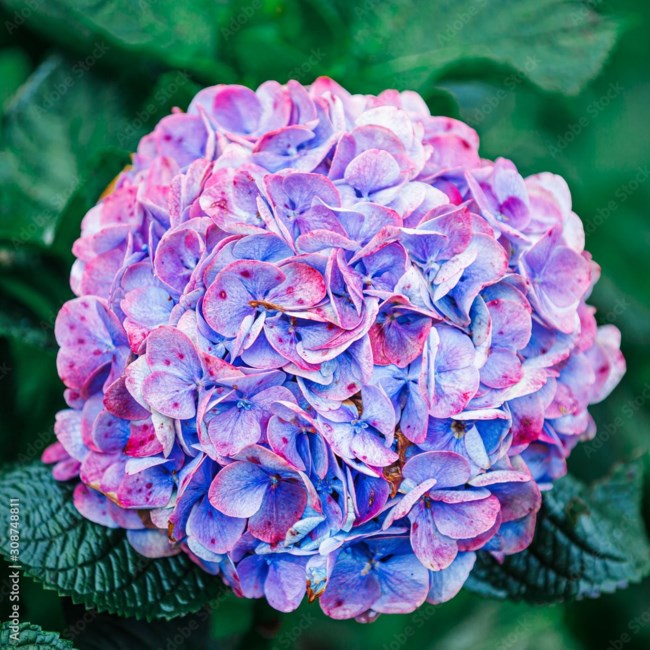 Obituary of Cassandra Sullivan