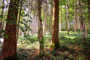 Obituario de William Ralph Conner