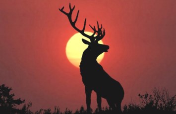 Obituary of Ellis Watt Campbell