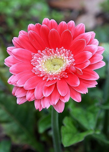 Obituario de Dorothy M. Koch