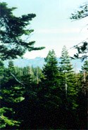 Obituary of Virginia Mays