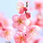 Jui-Chu Chang