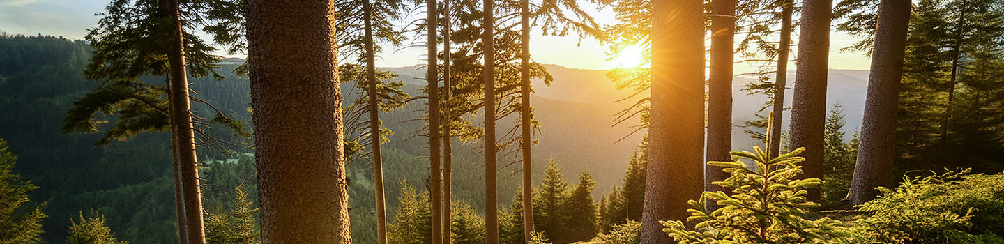 Obituary banner image